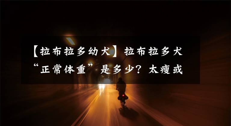 【拉布拉多幼犬】拉布拉多犬“正常體重”是多少？太瘦或太肥，分別該怎么辦？