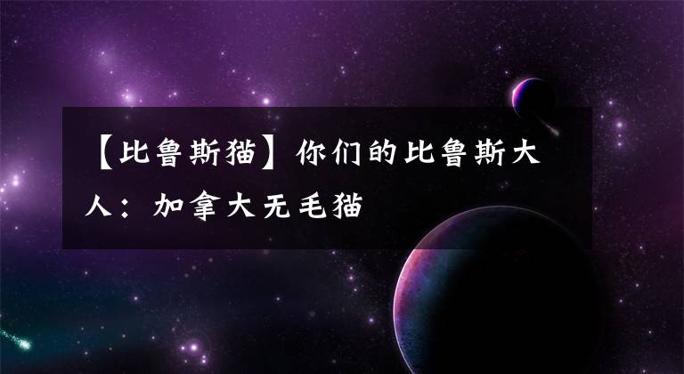 【比魯斯貓】你們的比魯斯大人：加拿大無毛貓