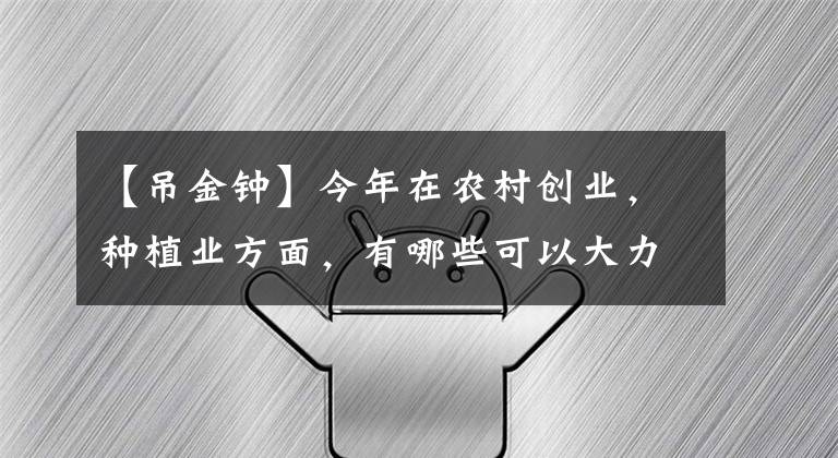 【吊金鐘】今年在農(nóng)村創(chuàng)業(yè)，種植業(yè)方面，有哪些可以大力發(fā)展的項(xiàng)目？