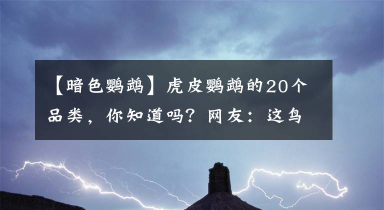 【暗色鸚鵡】虎皮鸚鵡的20個(gè)品類，你知道嗎？網(wǎng)友：這鳥(niǎo)會(huì)72變？