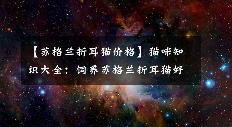 【蘇格蘭折耳貓價格】貓咪知識大全：飼養(yǎng)蘇格蘭折耳貓好養(yǎng)嗎，需要注意哪些？