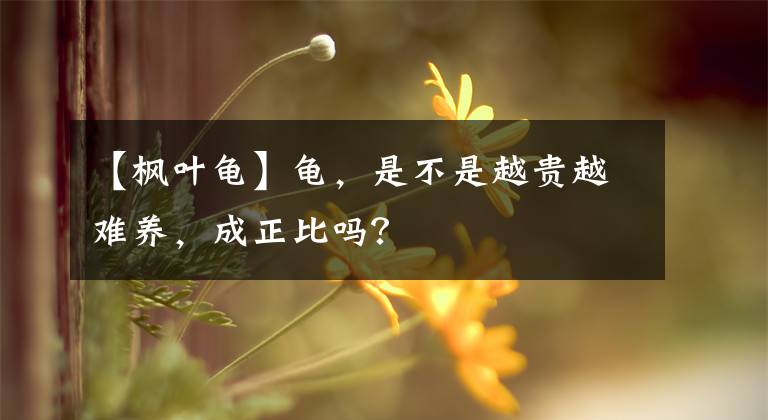 【楓葉龜】龜，是不是越貴越難養(yǎng)，成正比嗎？