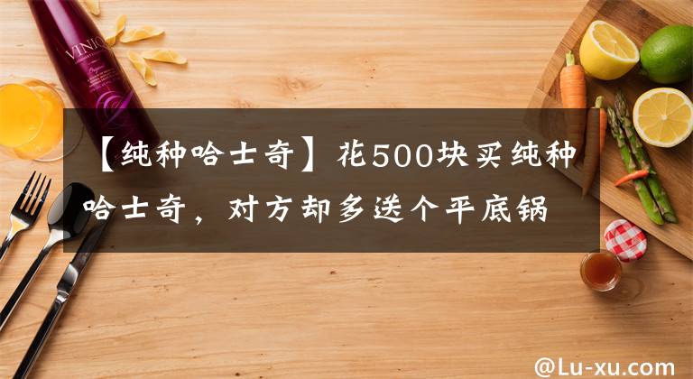 【純種哈士奇】花500塊買純種哈士奇，對方卻多送個平底鍋？第二天才知道原因