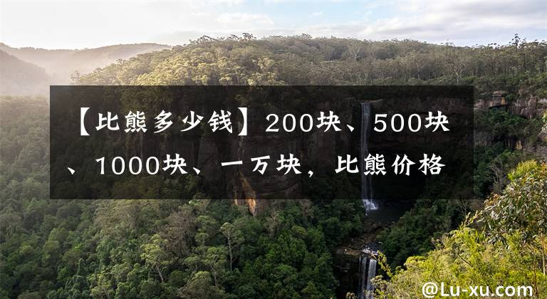 【比熊多少錢】200塊、500塊、1000塊、一萬塊，比熊價(jià)格差別在哪里？