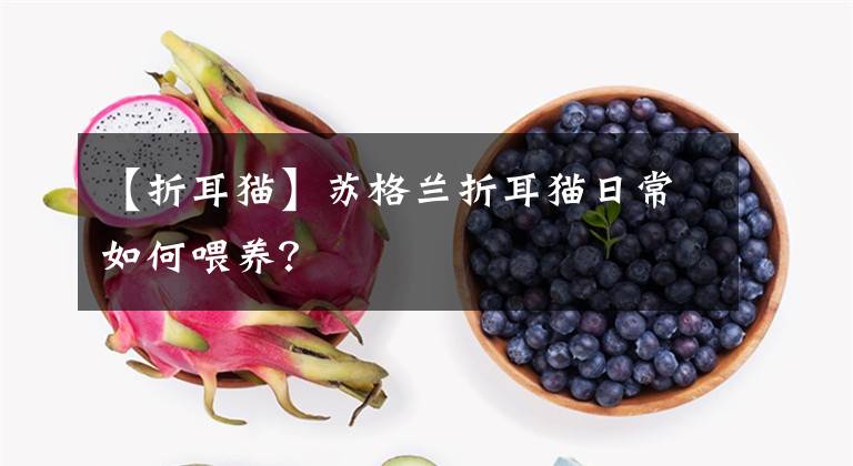 【折耳貓】蘇格蘭折耳貓日常如何喂養(yǎng)？