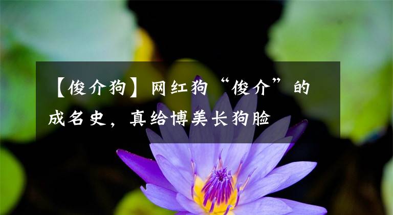 【俊介狗】網(wǎng)紅狗“俊介”的成名史，真給博美長(zhǎng)狗臉