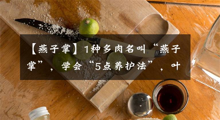 【燕子掌】1種多肉名叫“燕子掌”，學(xué)會(huì)“5點(diǎn)養(yǎng)護(hù)法”，葉子厚實(shí)油亮