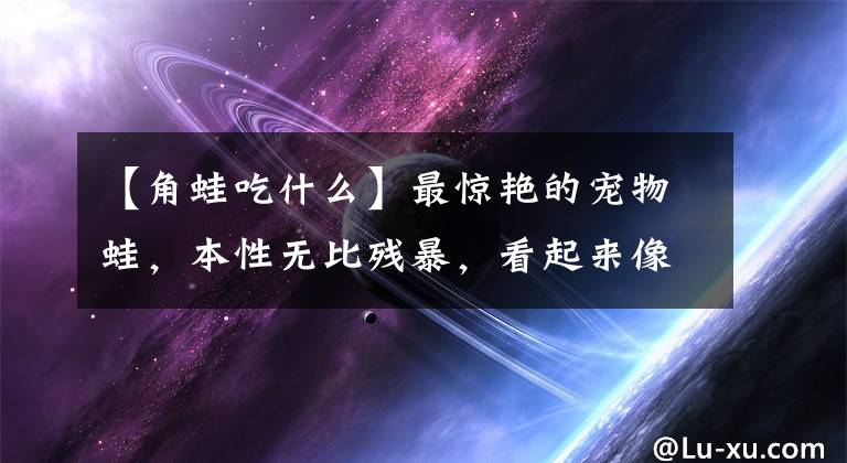 【角蛙吃什么】最驚艷的寵物蛙，本性無比殘暴，看起來像南瓜！