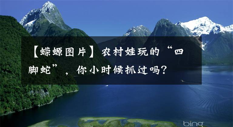 【蠑螈圖片】農(nóng)村娃玩的“四腳蛇”，你小時(shí)候抓過(guò)嗎？