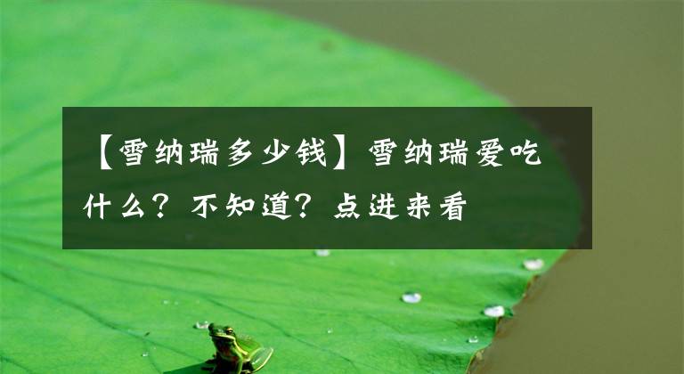 【雪納瑞多少錢】雪納瑞愛吃什么？不知道？點進(jìn)來看