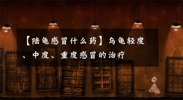 【陸龜感冒什么藥】烏龜輕度、中度、重度感冒的治療