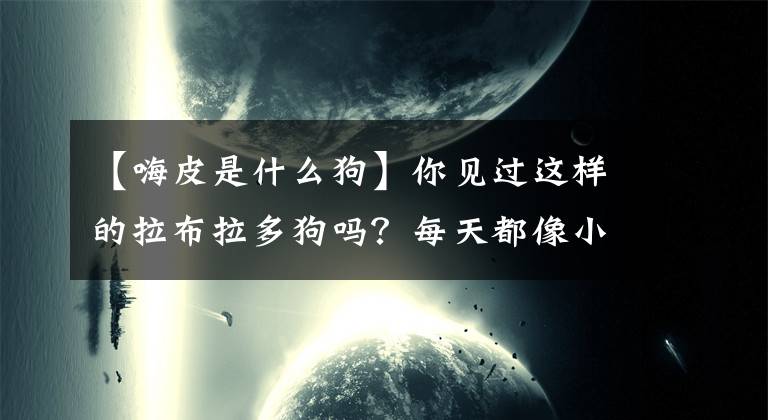 【嗨皮是什么狗】你見過這樣的拉布拉多狗嗎？每天都像小天使一樣