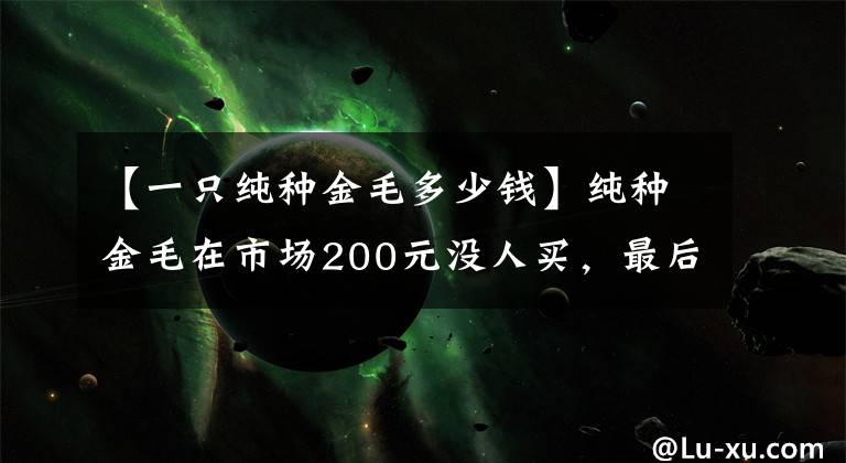 【一只純種金毛多少錢】純種金毛在市場200元沒人買，最后給錢就賣，發(fā)到網(wǎng)上卻搶瘋了！