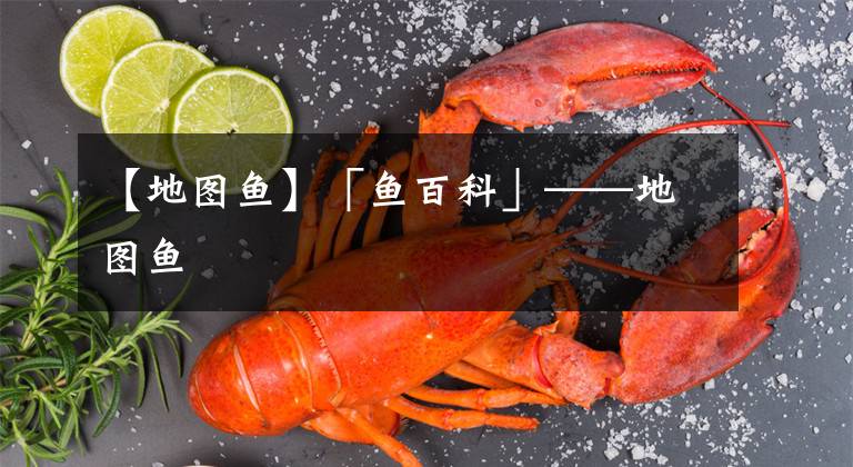 【地圖魚(yú)】「魚(yú)百科」——地圖魚(yú)