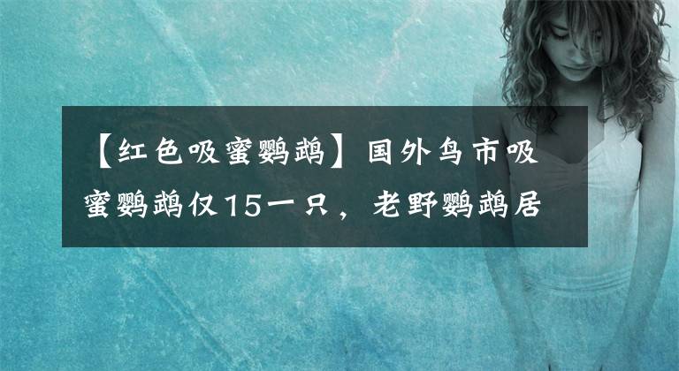 【紅色吸蜜鸚鵡】國外鳥市吸蜜鸚鵡僅15一只，老野鸚鵡居然還能上手，劃算嗎？