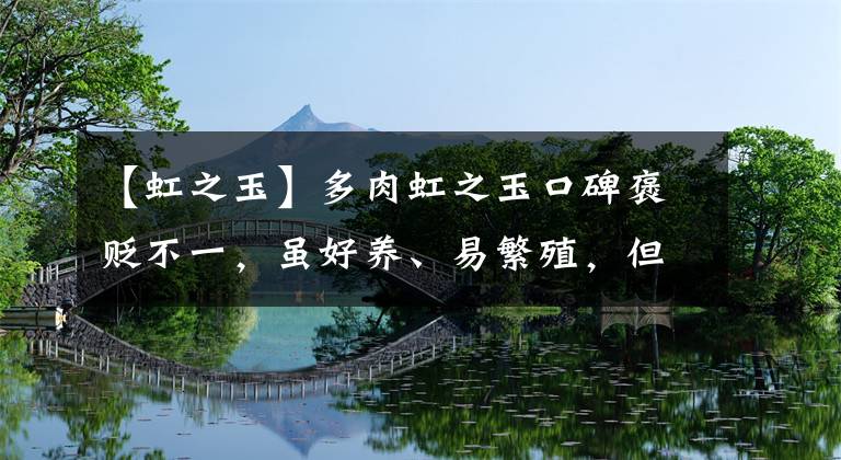 【虹之玉】多肉虹之玉口碑褒貶不一，雖好養(yǎng)、易繁殖，但徒長(zhǎng)起來也氣人