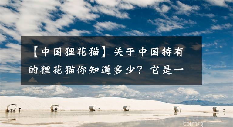 【中國貍花貓】關(guān)于中國特有的貍花貓你知道多少？它是一種珍貴的貓咪嗎