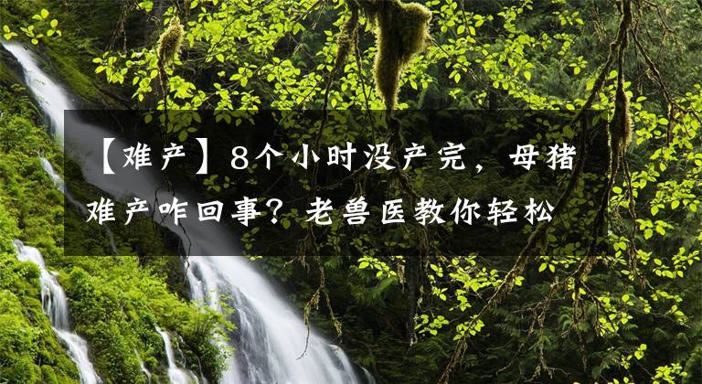 【難產(chǎn)】8個小時沒產(chǎn)完，母豬難產(chǎn)咋回事？老獸醫(yī)教你輕松給母豬催產(chǎn)