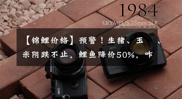 【錦鯉價格】預警！生豬、玉米陰跌不止，鯉魚降價50%，咋回事？元兇已找到