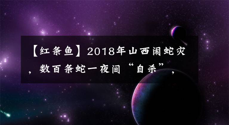 【紅條魚】2018年山西鬧蛇災(zāi)，數(shù)百條蛇一夜間“自殺”，政府派兩位博士調(diào)查