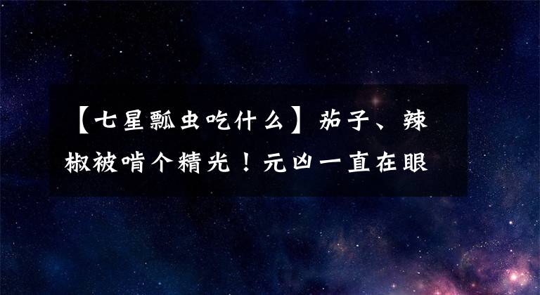 【七星瓢蟲吃什么】茄子、辣椒被啃個精光！元兇一直在眼皮下，農(nóng)戶卻說它是益蟲！