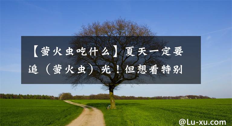 【螢火蟲吃什么】夏天一定要追（螢火蟲）光！但想看特別震撼的應(yīng)該去哪里？