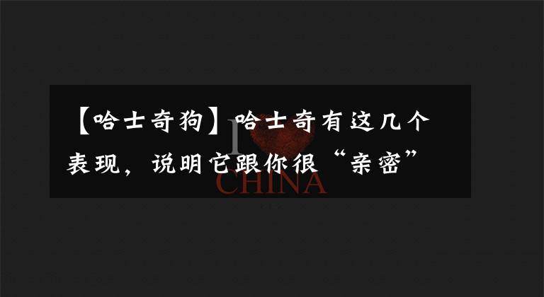 【哈士奇狗】哈士奇有這幾個(gè)表現(xiàn)，說明它跟你很“親密”