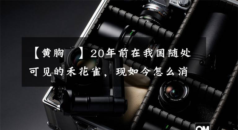 【黃胸鹀】20年前在我國(guó)隨處可見的禾花雀，現(xiàn)如今怎么消失不見了？