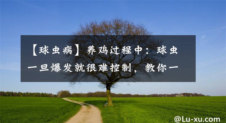 【球蟲病】養(yǎng)雞過程中：球蟲一旦爆發(fā)就很難控制，教你一招輕松防治球蟲病