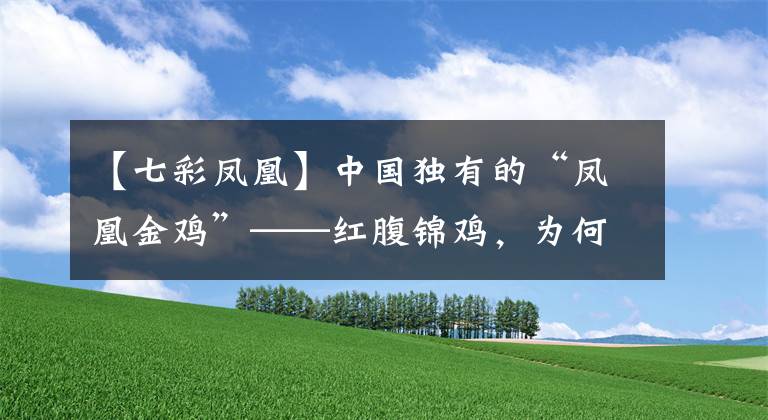 【七彩鳳凰】中國(guó)獨(dú)有的“鳳凰金雞”——紅腹錦雞，為何只是“代國(guó)鳥”？