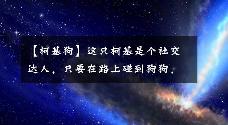 【柯基狗】這只柯基是個(gè)社交達(dá)人，只要在路上碰到狗狗，就會(huì)沖上去要抱抱