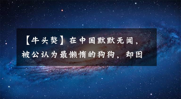 【牛頭獒】在中國默默無聞，被公認為最懶惰的狗狗，卻因為一部動漫為人熟知