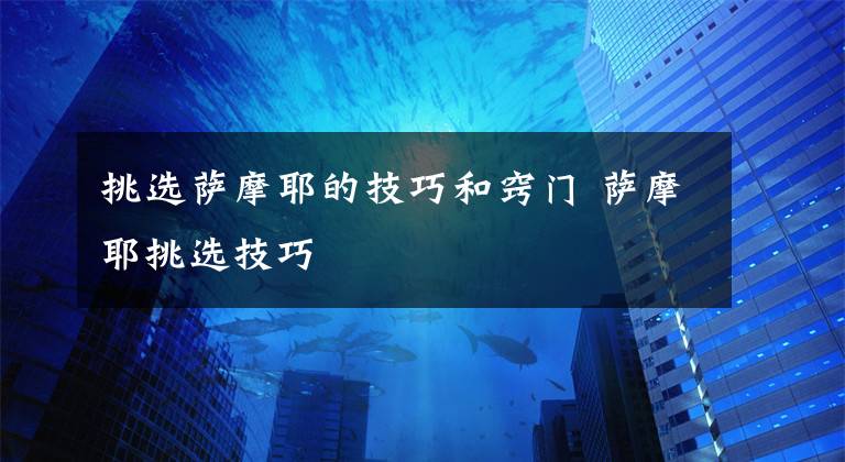 挑選薩摩耶的技巧和竅門 薩摩耶挑選技巧