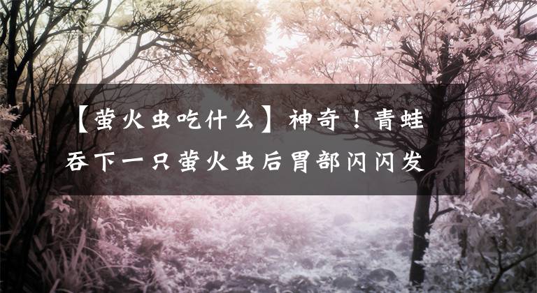 【螢火蟲(chóng)吃什么】神奇！青蛙吞下一只螢火蟲(chóng)后胃部閃閃發(fā)光