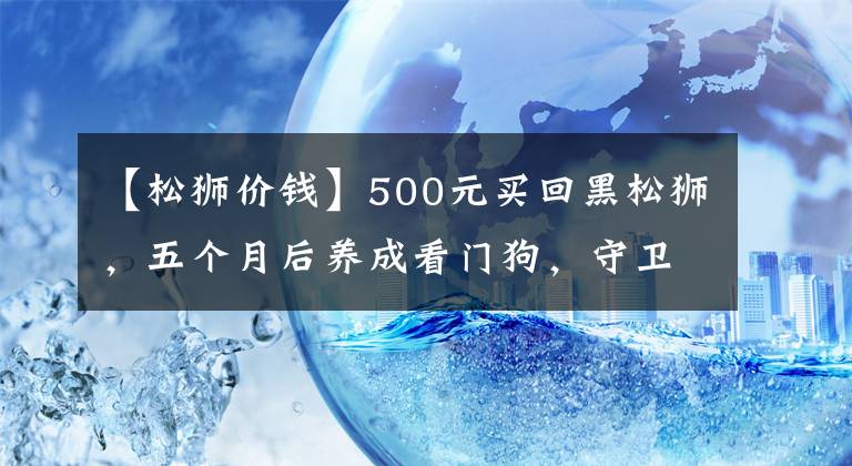 【松獅價(jià)錢】500元買回黑松獅，五個(gè)月后養(yǎng)成看門狗，守衛(wèi)家門防小偷！