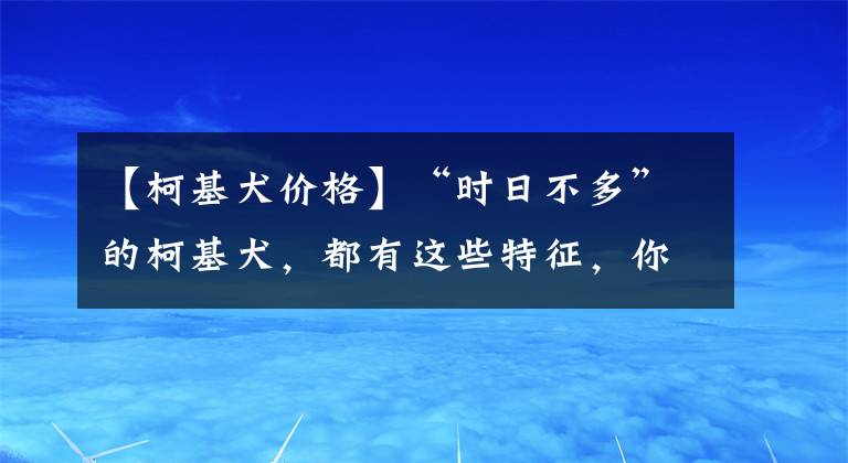 【柯基犬價(jià)格】“時(shí)日不多”的柯基犬，都有這些特征，你注意到了嗎？