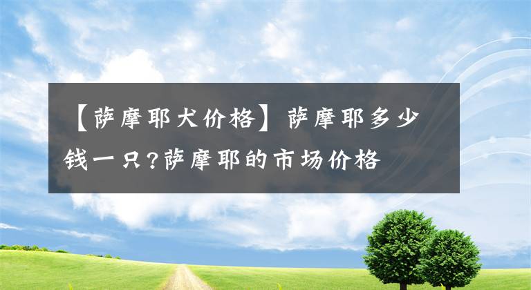 【薩摩耶犬價格】薩摩耶多少錢一只?薩摩耶的市場價格