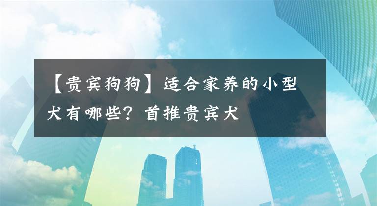 【貴賓狗狗】適合家養(yǎng)的小型犬有哪些？首推貴賓犬