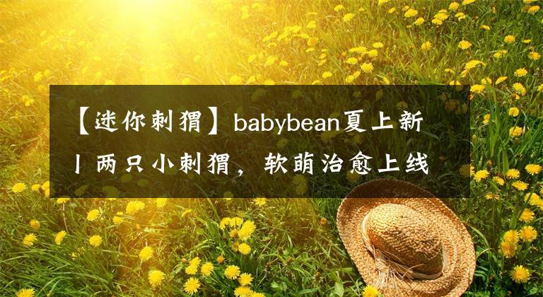 【迷你刺猬】babybean夏上新丨兩只小刺猬，軟萌治愈上線