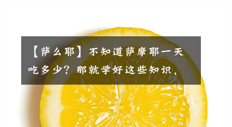 【薩么耶】不知道薩摩耶一天吃多少？那就學(xué)好這些知識，就養(yǎng)出健康的薩摩