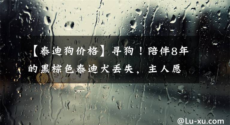 【泰迪狗價格】尋狗！陪伴8年的黑棕色泰迪犬丟失，主人愿以5000元作酬謝