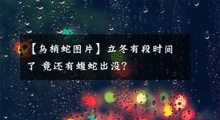 【烏梢蛇圖片】立冬有段時(shí)間了 竟還有蝮蛇出沒？