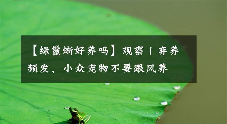 【綠鬣蜥好養(yǎng)嗎】觀察丨棄養(yǎng)頻發(fā)，小眾寵物不要跟風(fēng)養(yǎng)