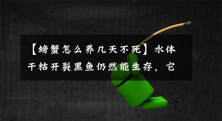 【螃蟹怎么養(yǎng)幾天不死】水體干枯開裂黑魚仍然能生存，它是怎么活下來的？