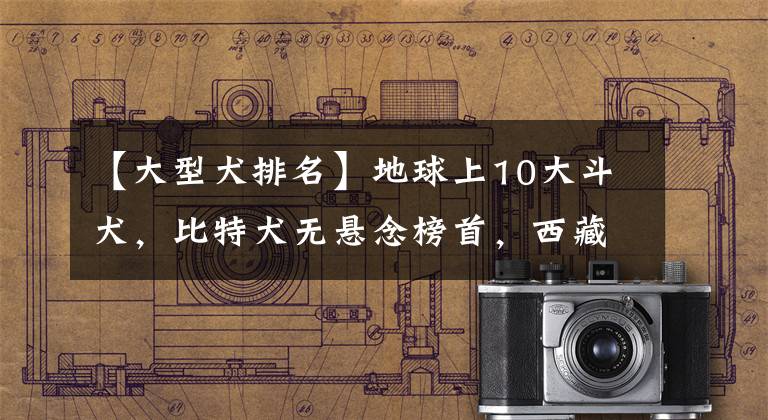 【大型犬排名】地球上10大斗犬，比特犬無懸念榜首，西藏獒犬第五，你養(yǎng)了嗎？