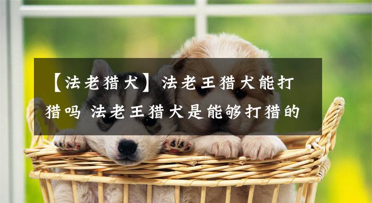 【法老獵犬】法老王獵犬能打獵嗎 法老王獵犬是能夠打獵的