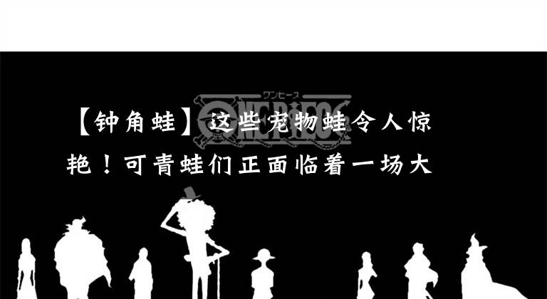 【鐘角蛙】這些寵物蛙令人驚艷！可青蛙們正面臨著一場大滅絕