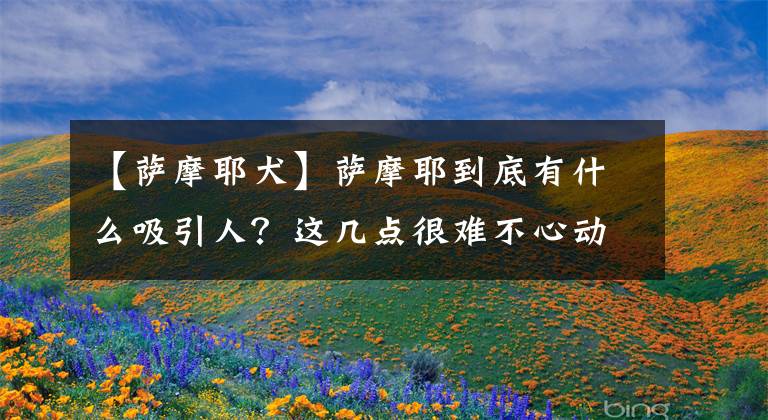 【薩摩耶犬】薩摩耶到底有什么吸引人？這幾點(diǎn)很難不心動(dòng)