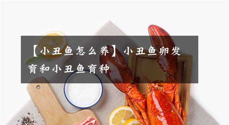 【小丑魚怎么養(yǎng)】小丑魚卵發(fā)育和小丑魚育種