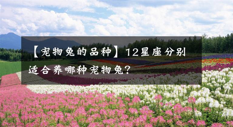 【寵物兔的品種】12星座分別適合養(yǎng)哪種寵物兔？